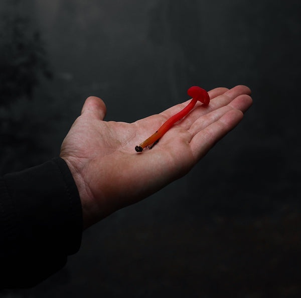 El universo bajo el suelo del bosque: Los hongos de Oaxaca y sus cuidadores