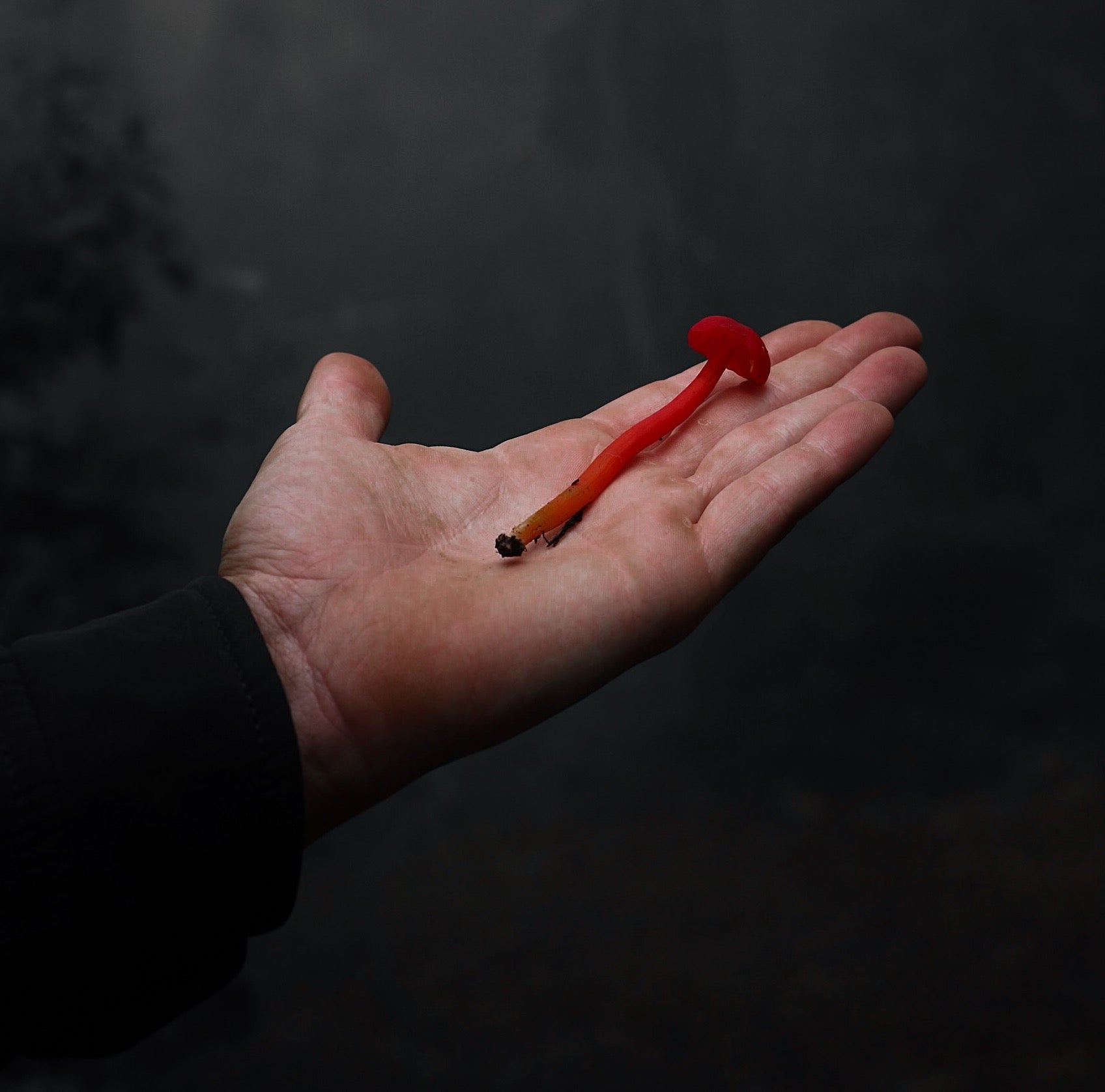 The Universe Beneath the Forest Floor: Oaxaca's Mushrooms and Their Stewards