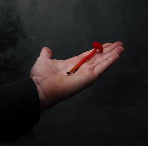 The Universe Beneath the Forest Floor: Oaxaca's Mushrooms and Their Stewards
