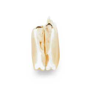 Heirloom Corn | Masienda White Cónico from Mexico | 55 lb | #2 of #3