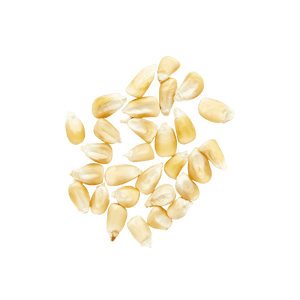 Heirloom Corn | Masienda White Cónico from Mexico | 55 lb | #3 of #3