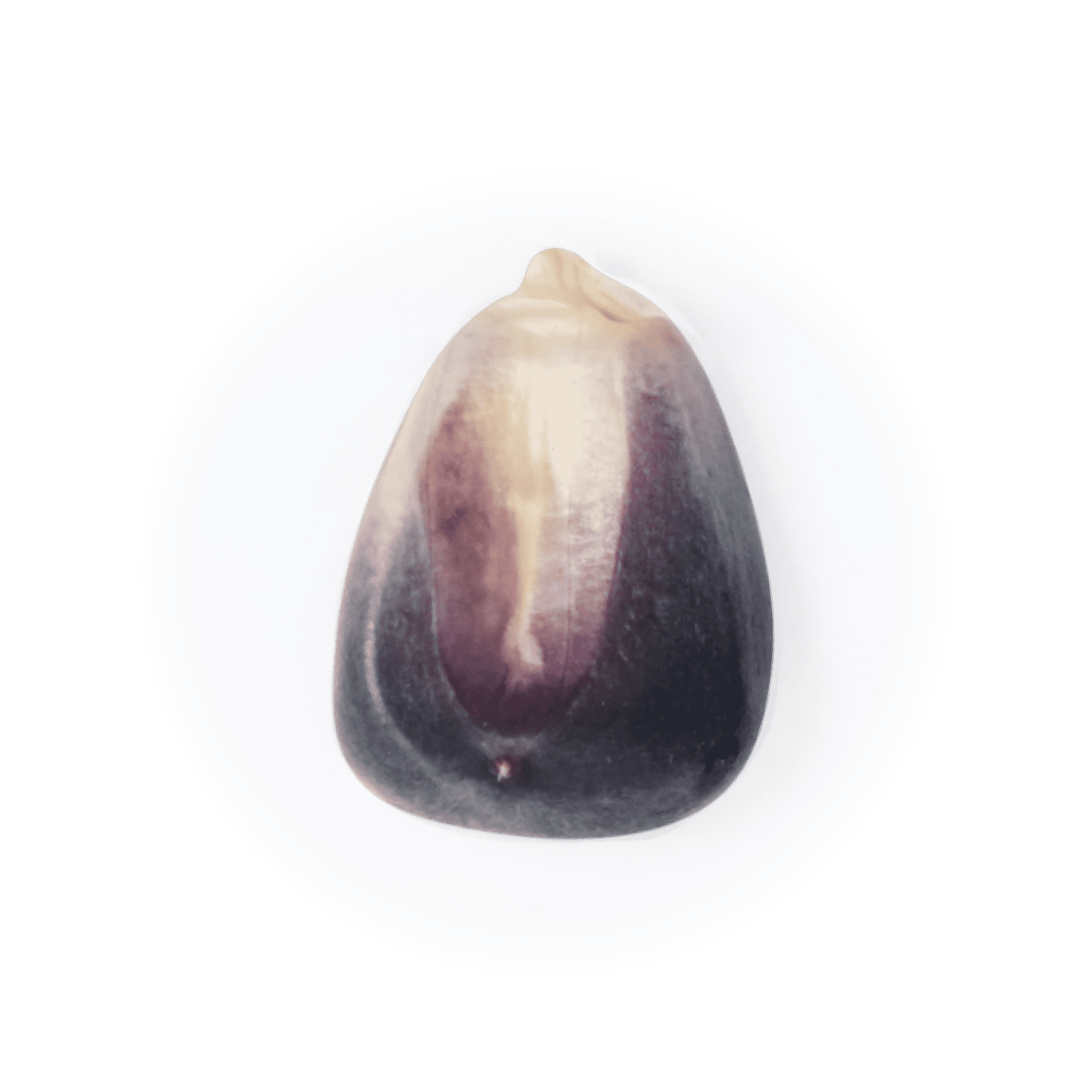 Heirloom Corn | Masienda Elotes Occidentales from Mexico | #1 of #2