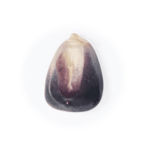 Blue Elotes Occidentales (Wholesale)