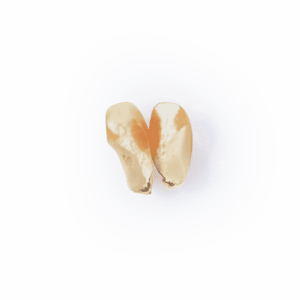 Heirloom Corn | Masienda Yellow Jala Amarillo from Mexico | #2 of #3