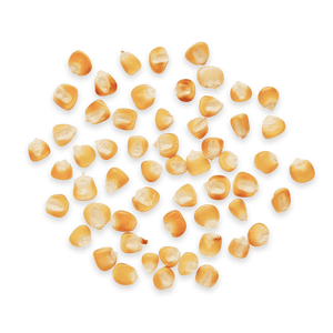 Heirloom Corn | Masienda Yellow Jala Amarillo from Mexico | #3 of #3