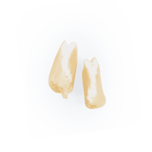 Heirloom Corn | Masienda White Jala Blanco from Mexico | #2 of #3