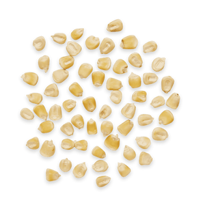 Heirloom Corn | Masienda White Jala Blanco from Mexico | #3 of #3