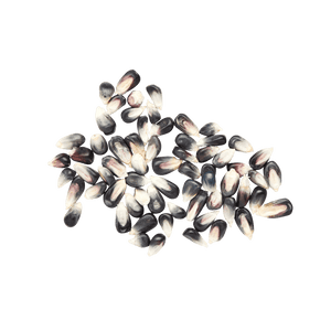 Heirloom Corn | Masienda Wholesale Blue Cónico Azul | 55 lb | #3 of #3