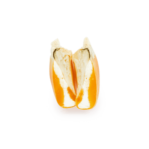 Heirloom Corn | Masienda Yellow Bolita Amarillo | 55 lb | #2 of #3