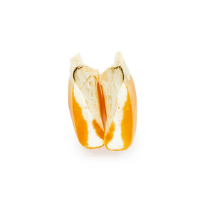 Heirloom Corn | Masienda Yellow Bolita Amarillo | 55 lb | #2 of #3