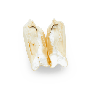 Heirloom Corn | Masienda Wholesale White Bolita | 55 lb | #2 of #3