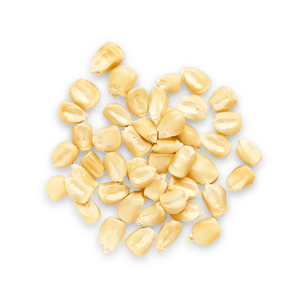 Heirloom Corn | Masienda White Chalqueño from Mexico | 55 lb | #3 of #3