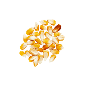 Heirloom Corn | Masienda Wholesale Yellow Olotillo | 55 lb | #3 of #3