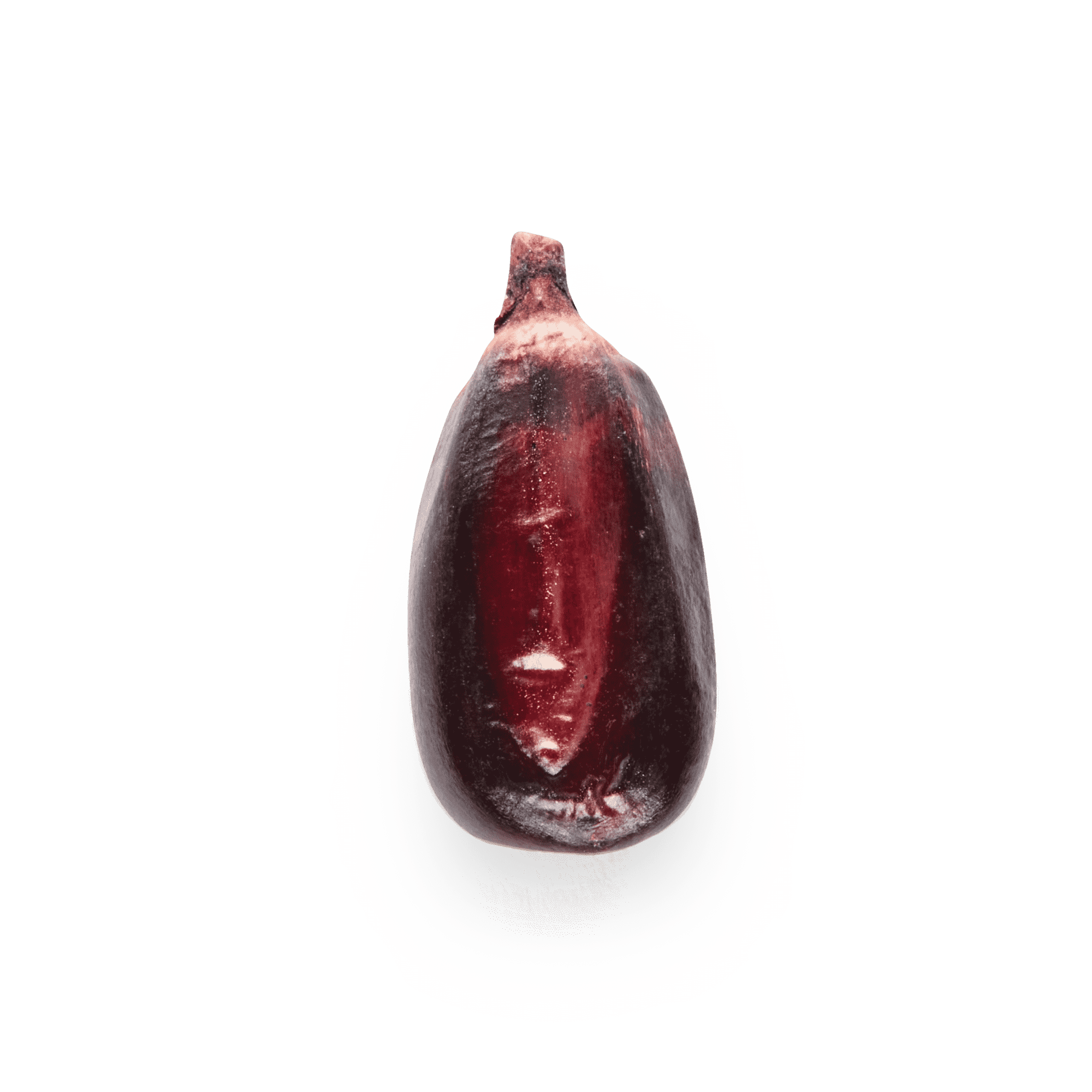 Heirloom Corn | Masienda Purple Cónico from Mexico | 55 lb