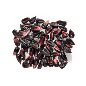 Heirloom Corn | Masienda Purple Cónico from Mexico | 55 lb | #3 of #3