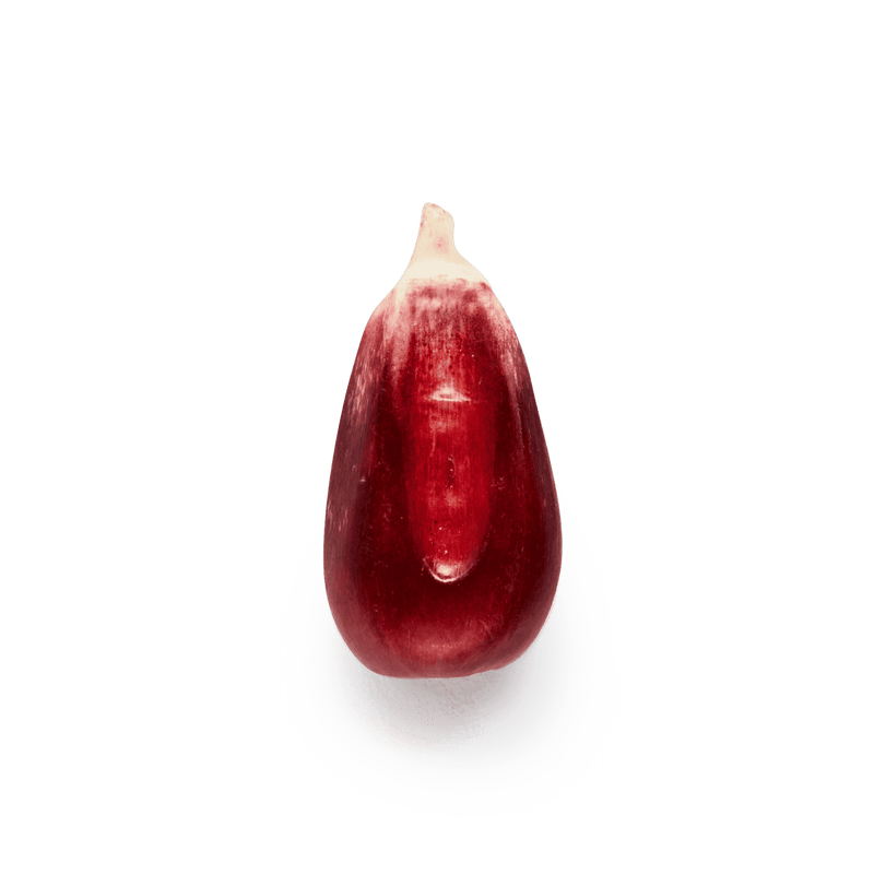 Red Cónico | Masienda Maíz Nativo de México - 55 lb