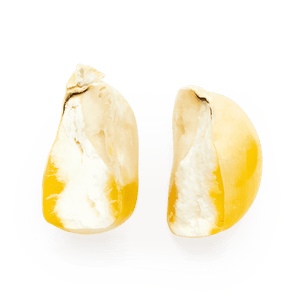 Heirloom Corn | Masienda Wholesale Yellow Mushito | 55 lb | #2 of #3