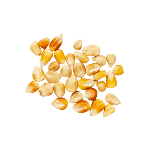 Heirloom Corn | Masienda Wholesale Yellow Mushito | 55 lb | #3 of #3