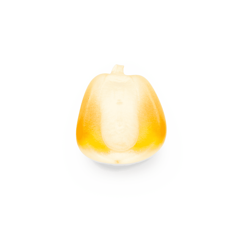 Maíz Nativo | Masienda Wholesale Yellow Olotillo | 55 lb