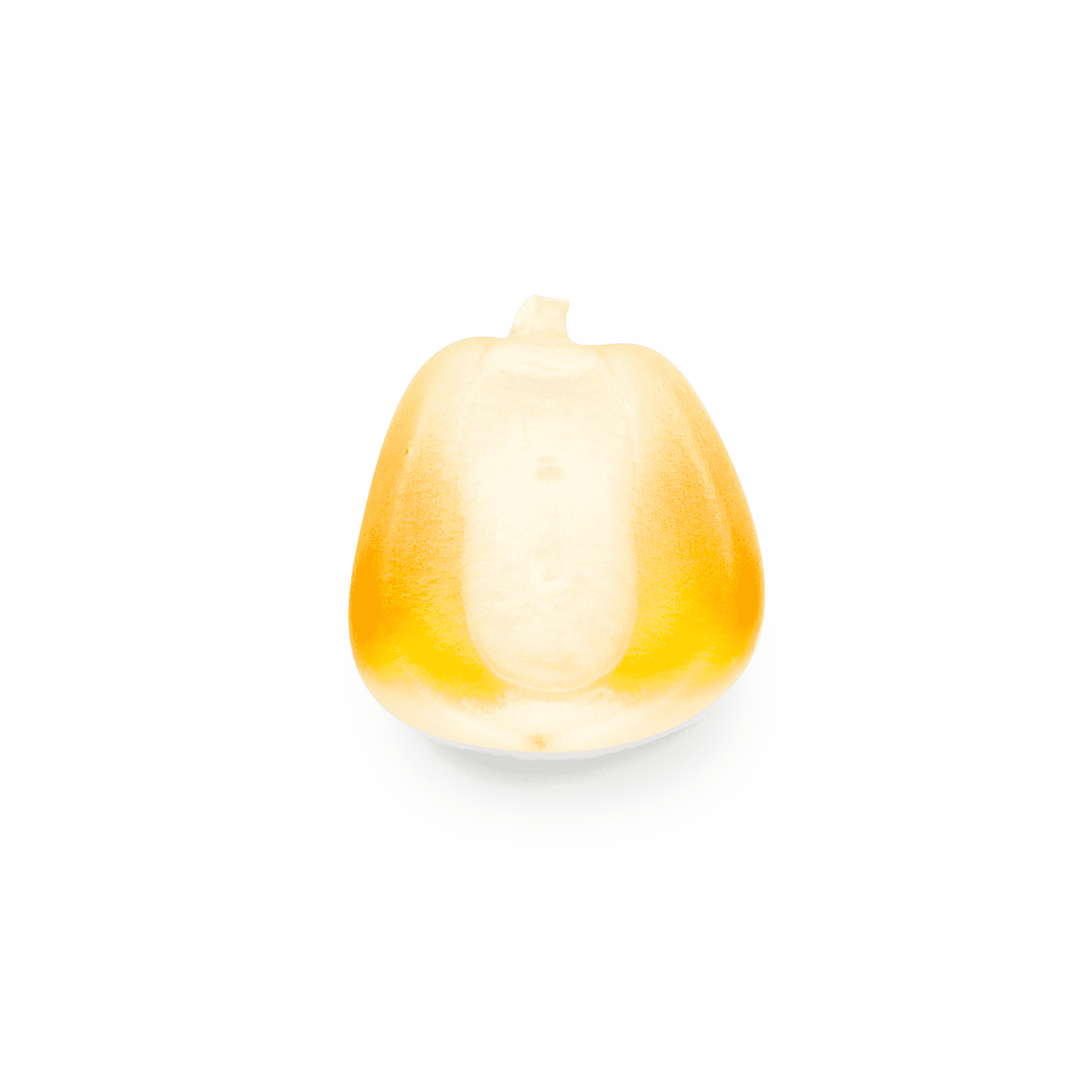 Heirloom Corn | Masienda Wholesale Yellow Olotillo | 55 lb | #1 of #3