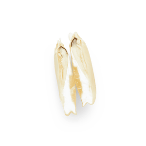 Heirloom Corn | Masienda White Olotillo Blanco from Mexico | #2 of #4