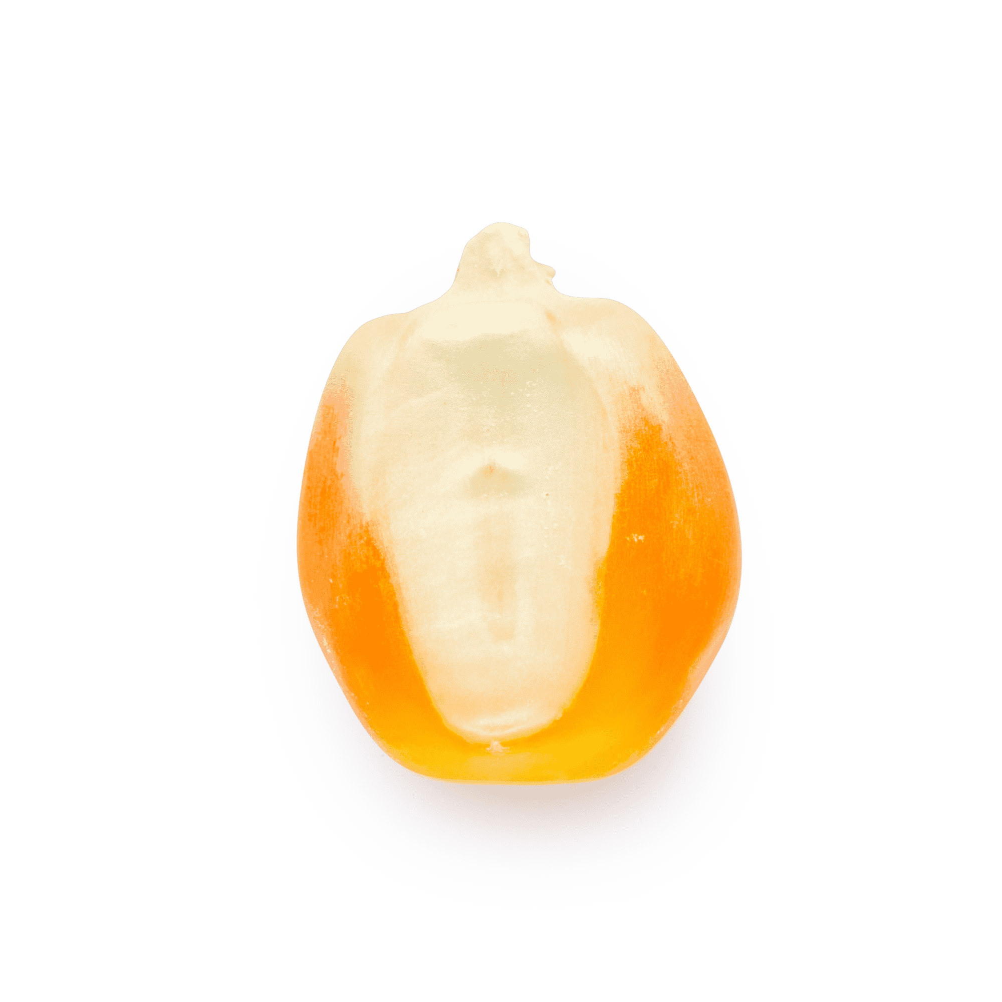 Heirloom Corn | Masienda Yellow Tuxpeño from Mexico | #1 of #4