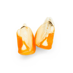 Heirloom Corn | Masienda Yellow Tuxpeño | 55 lb | #2 of #3