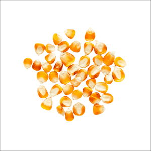 Heirloom Corn | Masienda Yellow Tuxpeño | 55 lb | #3 of #3