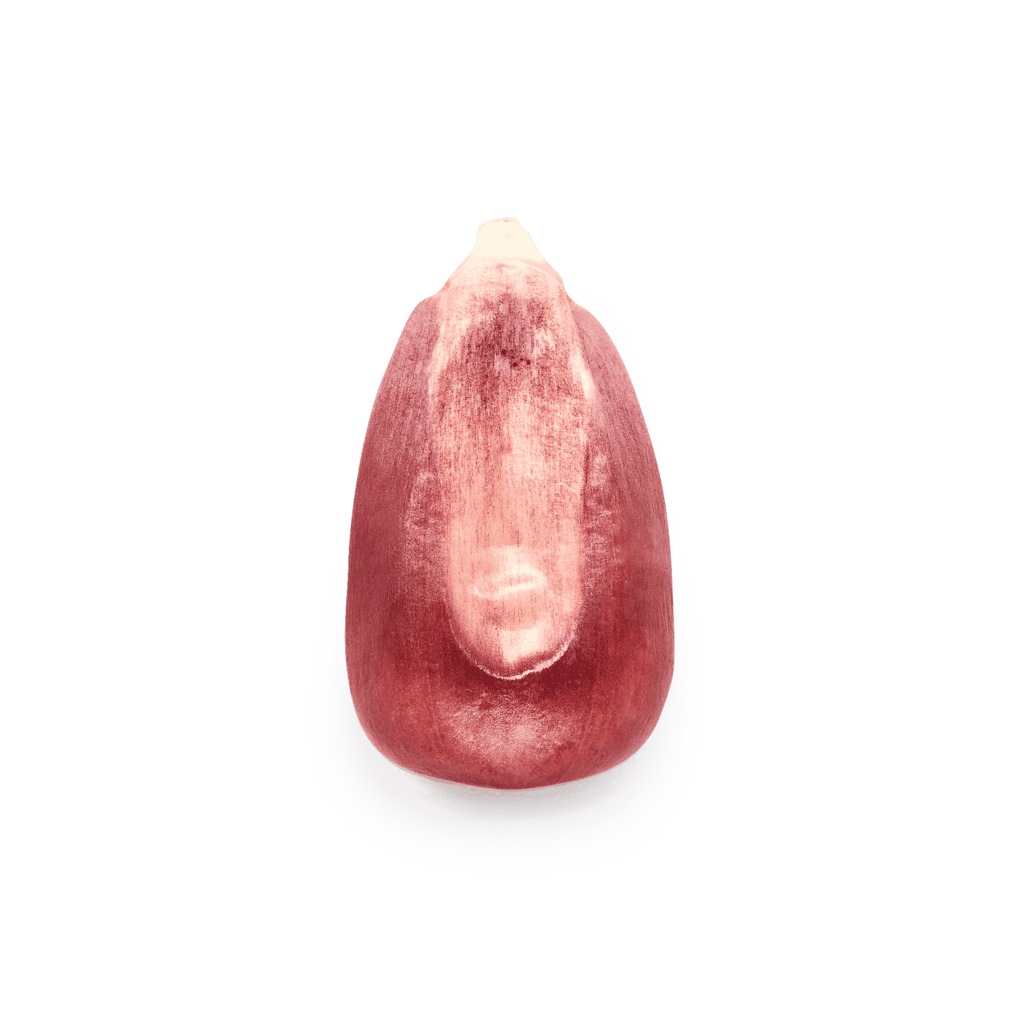 Heirloom Corn | Masienda Pink Xocoyul from Mexico