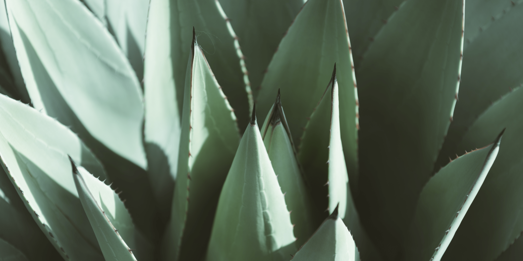 Sal de Gusano es el maridaje de la madre naturaleza: Sal, Gusano y Agave