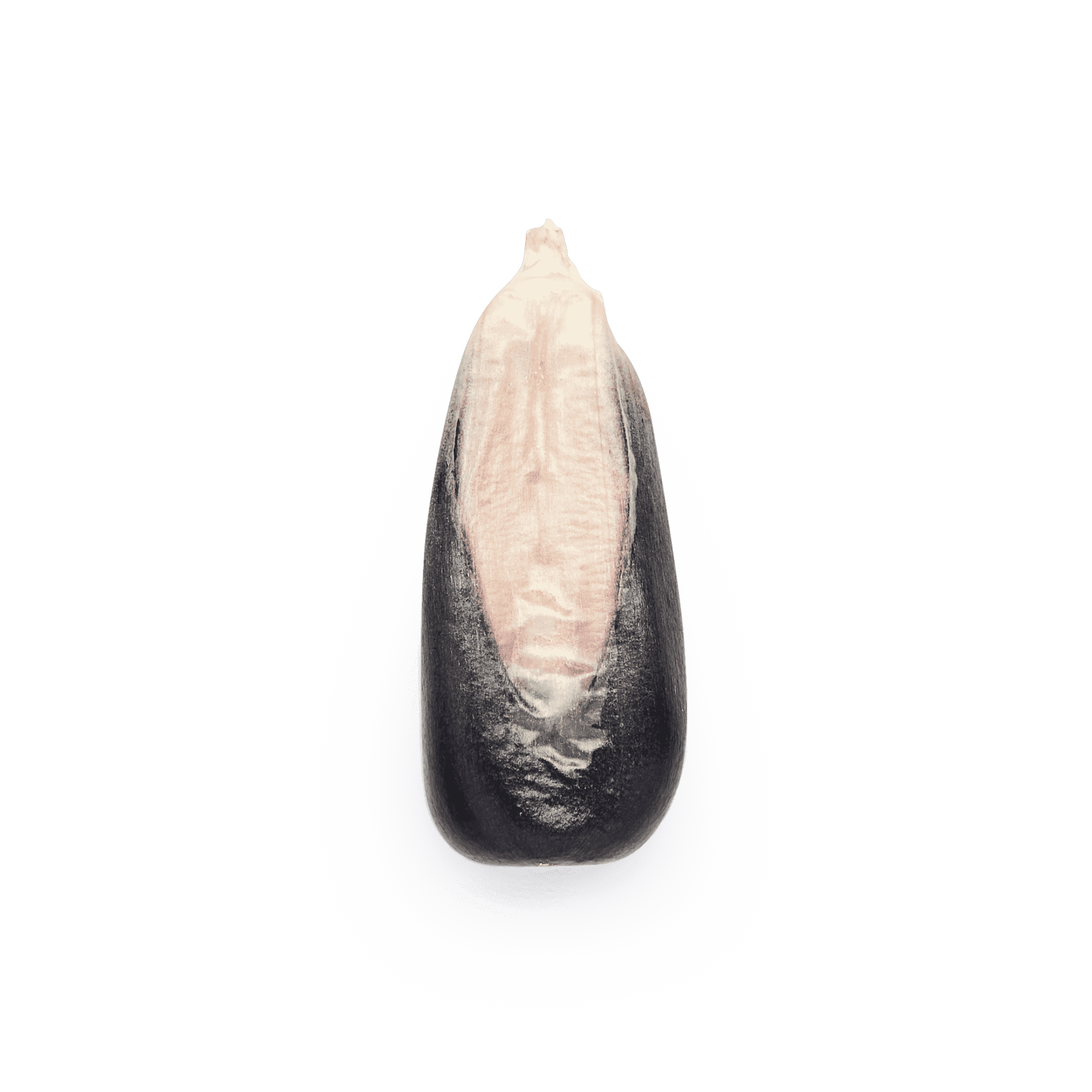 Maíz Nativo | Masienda Blue Cónico Azul de México | #1 de #4