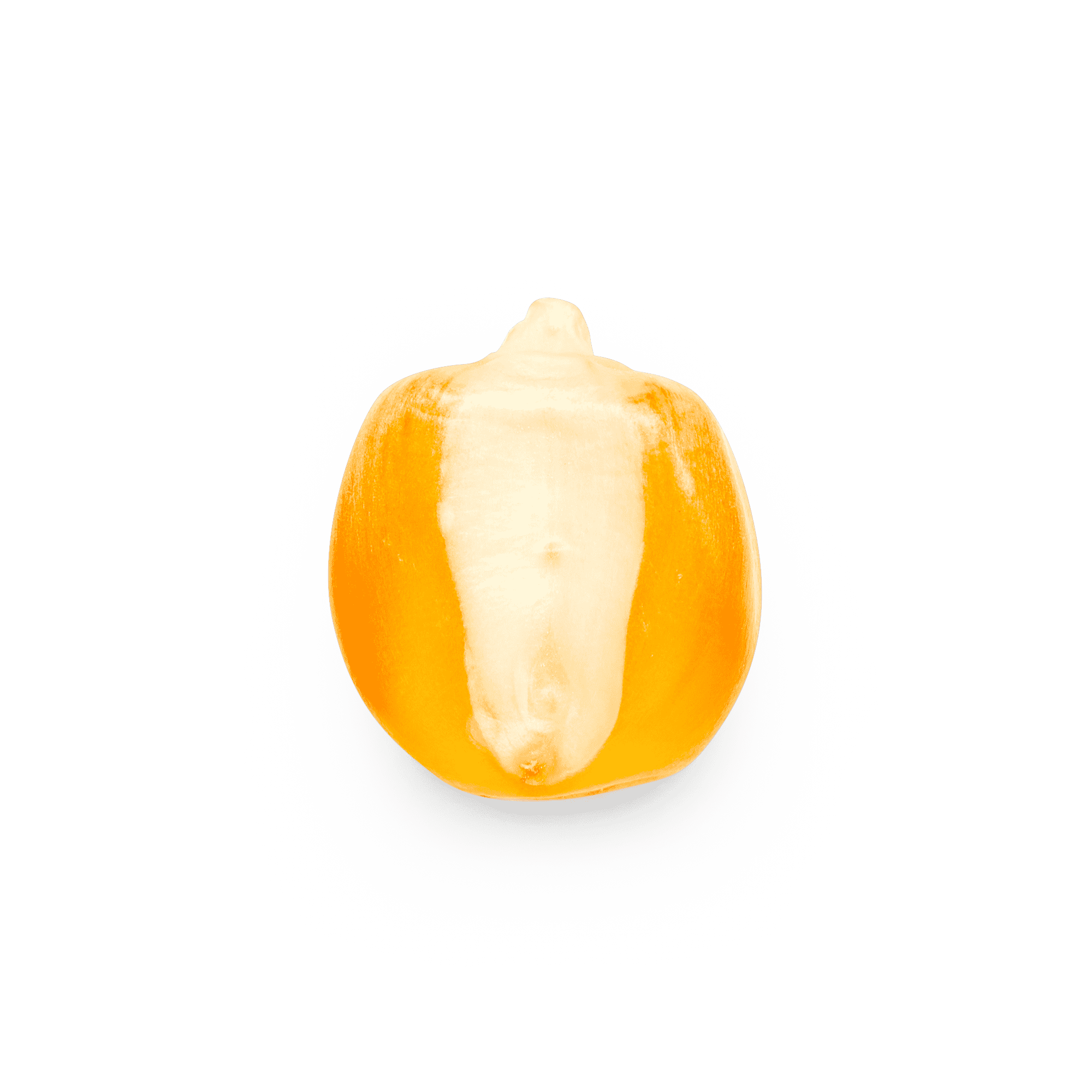 Maíz Nativo | Masienda Yellow Bolita Amarillo | 55 lb | #1 de #4