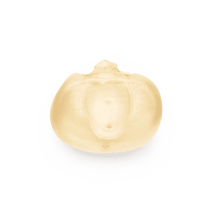 Bolita blanca (al por mayor)