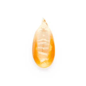 Cónico amarillo (al por mayor)