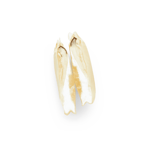 Maíz Nativo | Masienda White Olotillo Blanco de México | #2 de #4