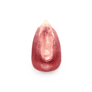 Xocoyul rosa (al por mayor)