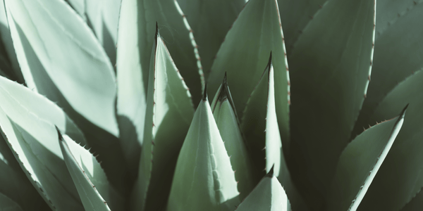 Sal de Gusano is Mother Nature’s Pairing: Salt, Worms and Agave