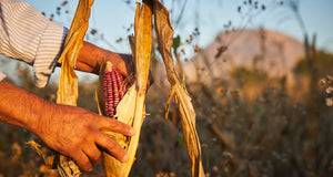 A Comprehensive Guide to Heirloom Corn