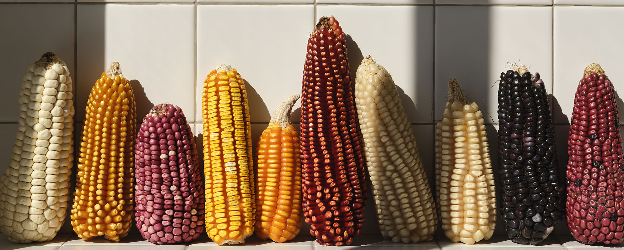 Heirloom Corn