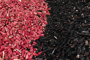 Piles of red cónico corn and blue cónico corn