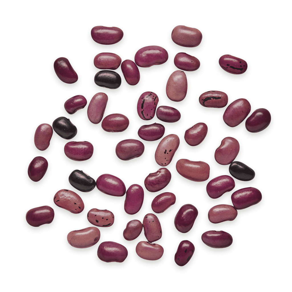 Heirloom Beans | Masienda Purple Ayocote Morado from Mexico