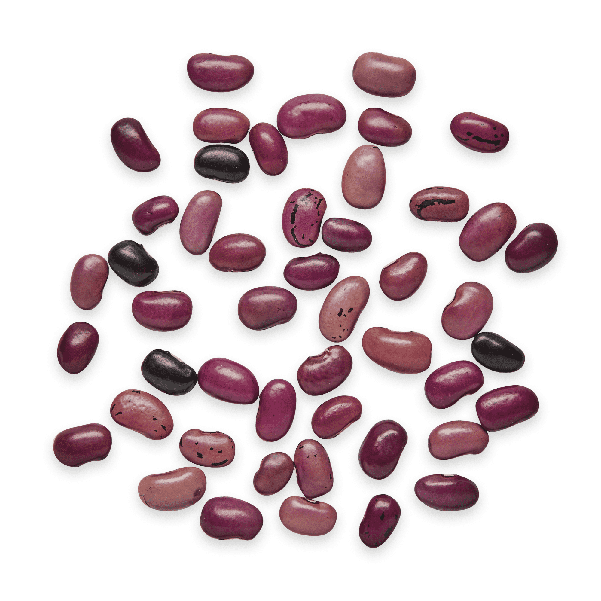 Heirloom Beans | Masienda Purple Ayocote Morado from Mexico