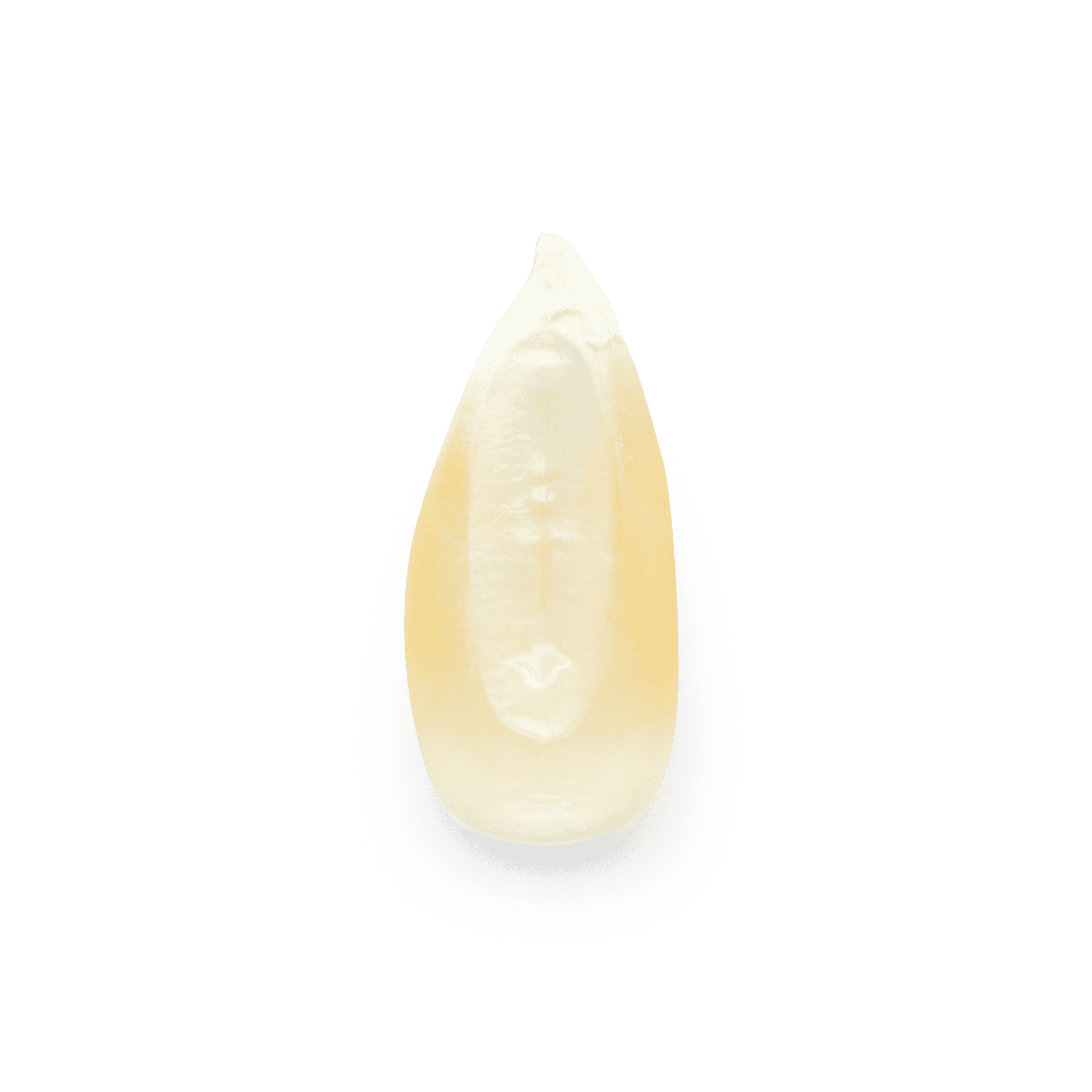 Heirloom Corn | Masienda White Cónico from Mexico | 55 lb