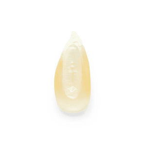 White Cónico (Wholesale)
