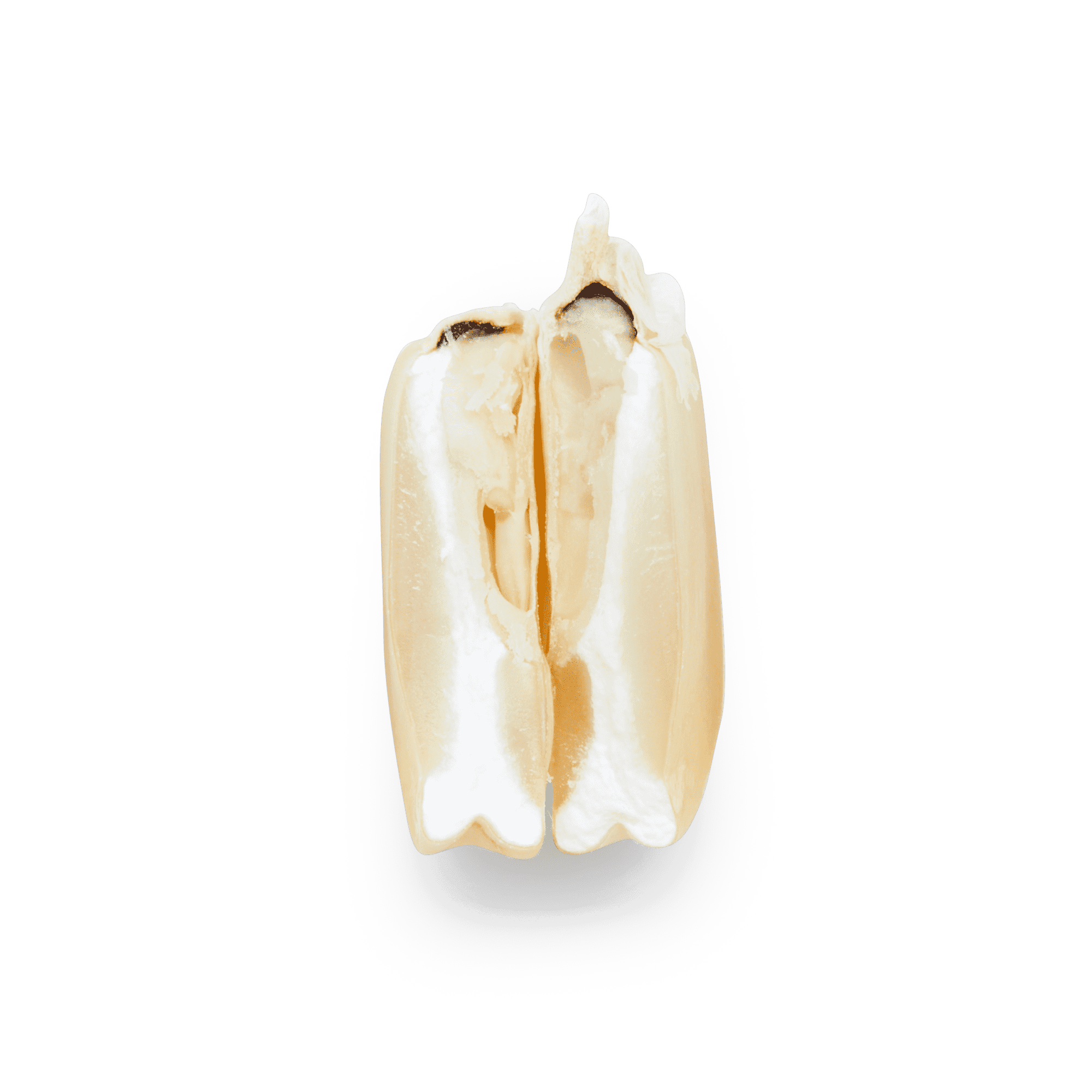 Heirloom Corn | Masienda White Cónico from Mexico | 55 lb