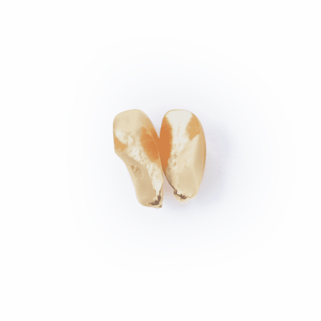 Heirloom Corn | Masienda Yellow Jala Amarillo from Mexico