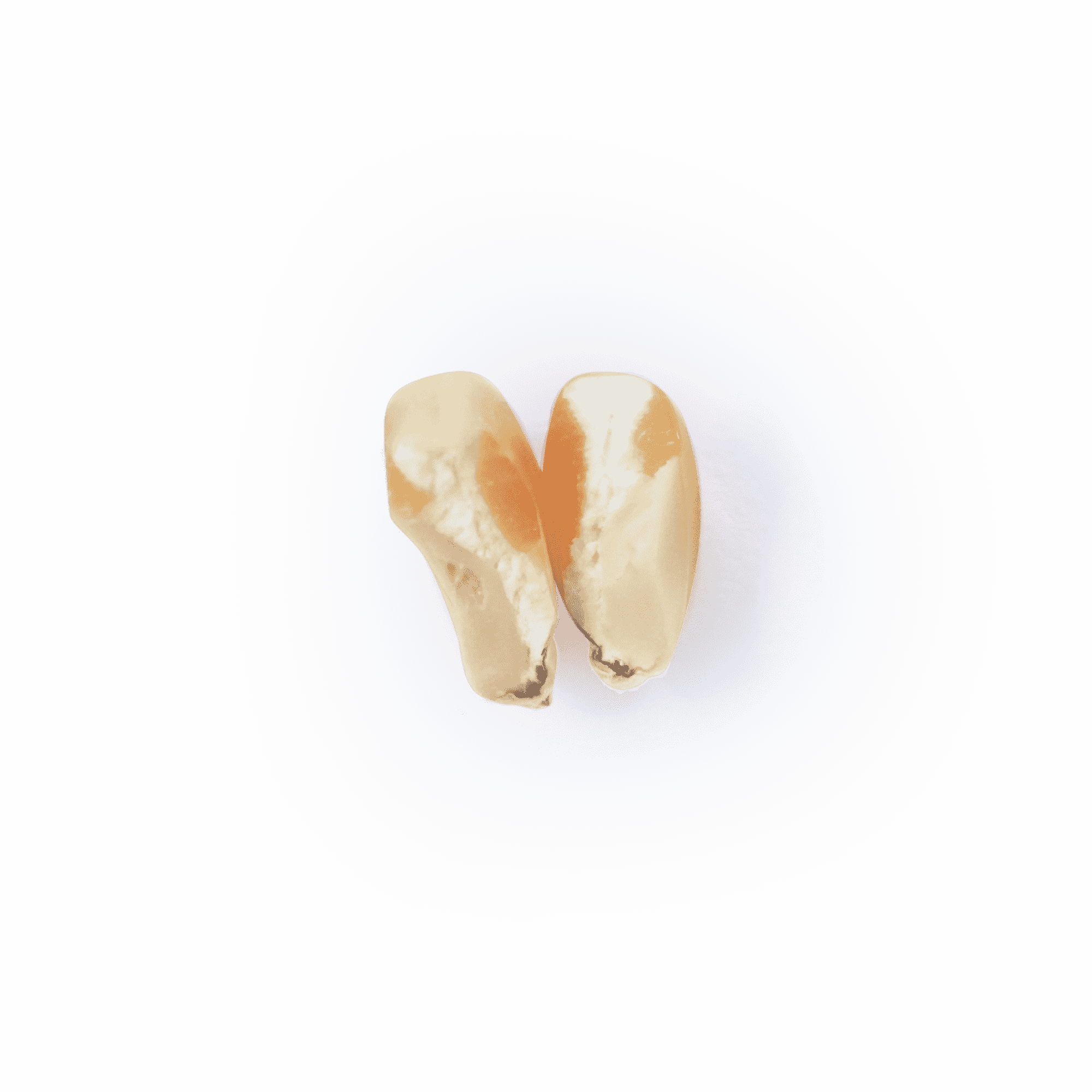 Heirloom Corn | Masienda Yellow Jala Amarillo from Mexico