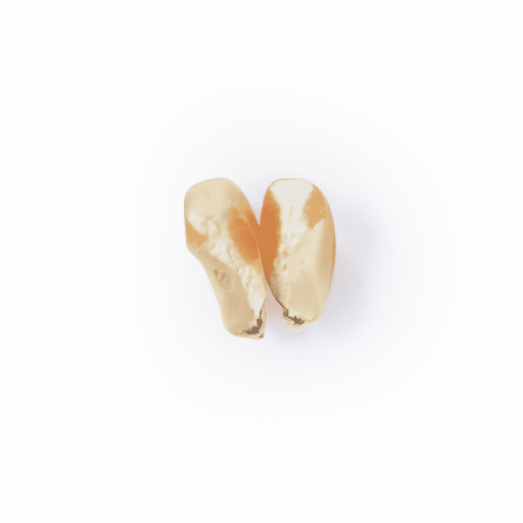 Heirloom Corn | Masienda Yellow Jala Amarillo from Mexico