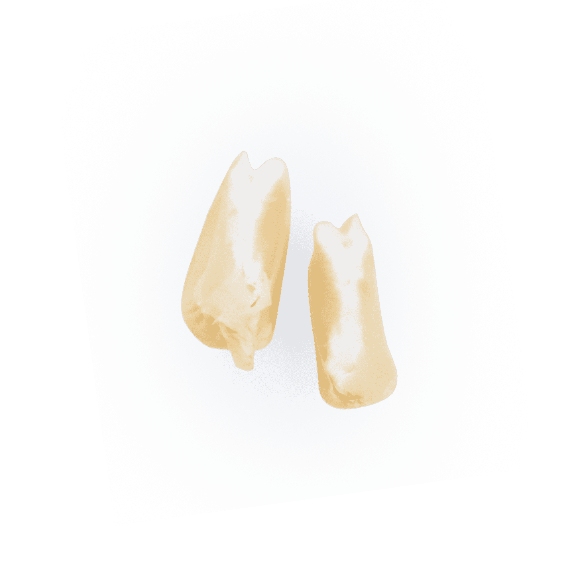 Heirloom Corn | Masienda White Jala Blanco from Mexico