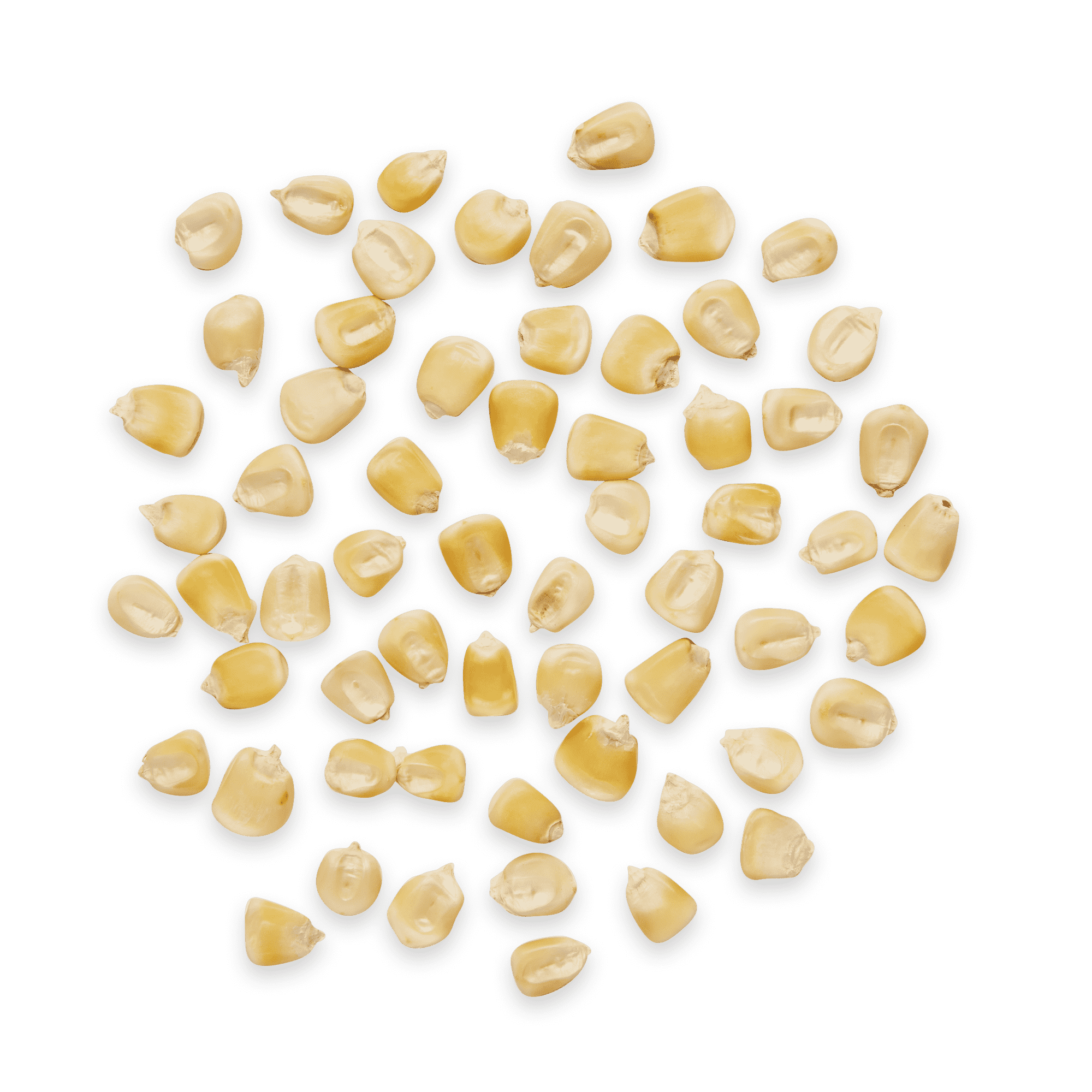 Heirloom Corn | Masienda White Jala Blanco from Mexico